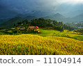 golden rice terraces in Vietnam. 11104914