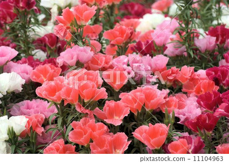 A flower of modest Godetia blooming over the flowerbed 11104963