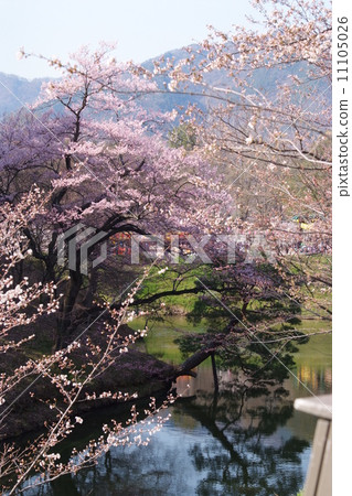 Cherry Blossoms	 11105026