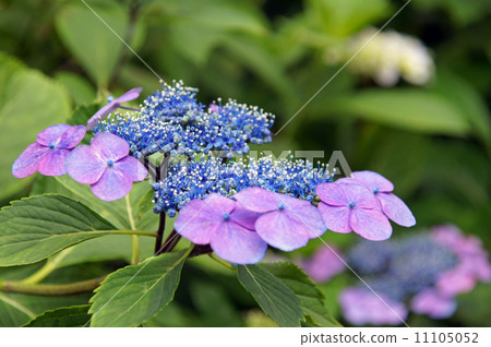 Hydrangea from Yada Temple 11105052
