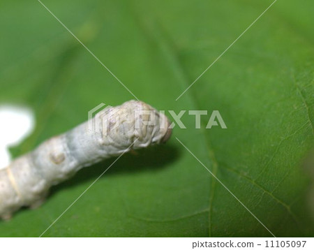 通過吃桑葉施肥的桑蠶 11105097