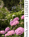  hydrangea 11105237