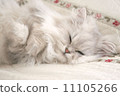 Chinchilla silver cat's sleeping face 11105266