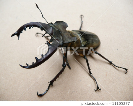 高砂深山鍬形蟲 高砂深山鍬形蟲 11105277