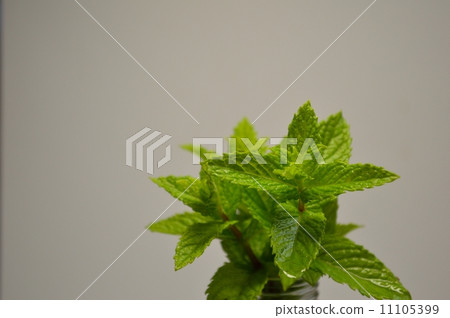 香草薄荷 11105399