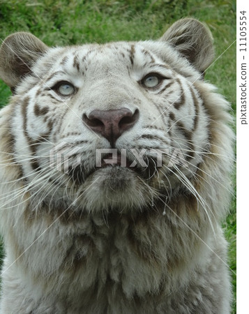 White Tiger Up 11105554