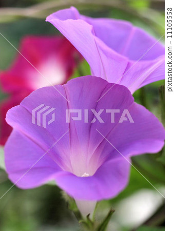  Morning sun 11105558