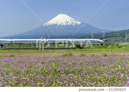 Shinkansen running on Mt. Fuji and flower garden -2537 Shinkansen running on Mt. Fuji and flower garden -2537 11105637
