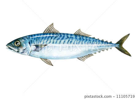 Saba illustration 11105719