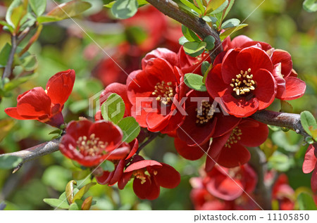 Bokeh (crumpled) Bokeh (crumpled) 11105850