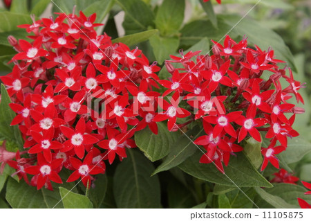 Pentas 03 11105875