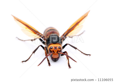 Hornet 11106055
