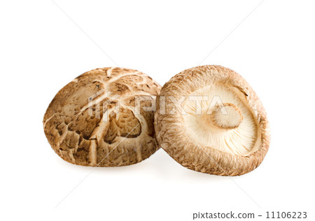 Shiitake mushrooms on white 11106223