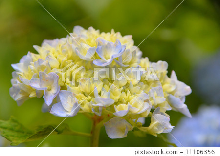 信州的繡球花盛開 11106356