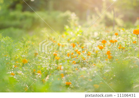 Marigolds or Tagetes erecta flower Marigolds or Tagetes erecta flower 11106431