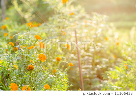 Marigolds or Tagetes erecta flower 11106432