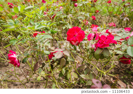 Red rose flower 11106433
