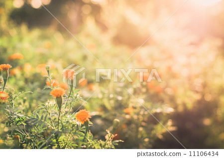 Marigolds or Tagetes erecta flower 11106434
