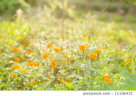 Marigolds or Tagetes erecta flower 11106435
