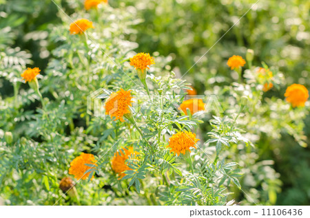 Marigolds or Tagetes erecta flower 11106436