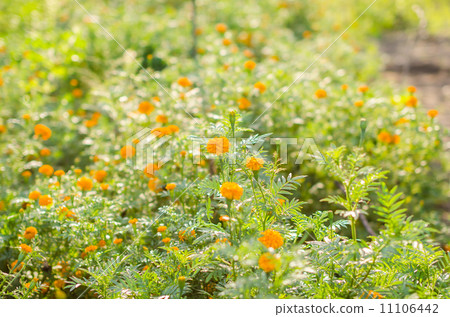 Marigolds or Tagetes erecta flower Marigolds or Tagetes erecta flower 11106442