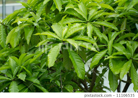 玉蕊 玉蕊 11106535