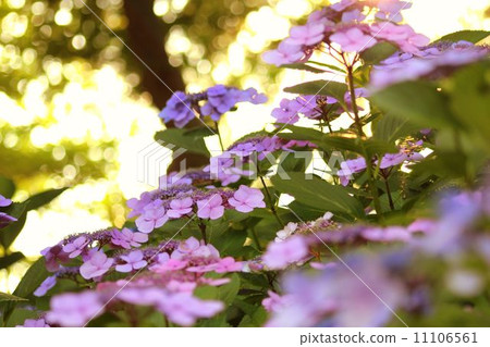 Hydrangea at dusk Hydrangea at dusk 11106561