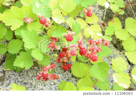 Navales strawberry 11106563