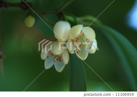 Natural plant Sakaki flowers, branches will be used as a sprat with a priest Natural plant Sakaki flowers, branches will be used as a sprat with a priest 11106959