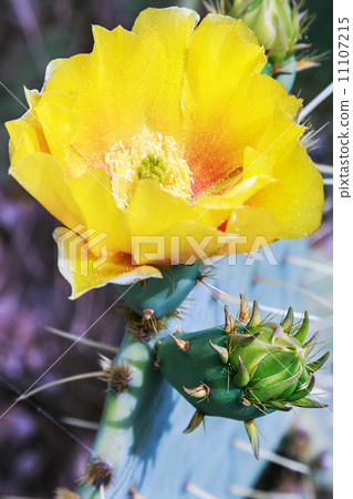 Yellow bloom of Opuntia humifusa Yellow bloom of Opuntia humifusa 11107215
