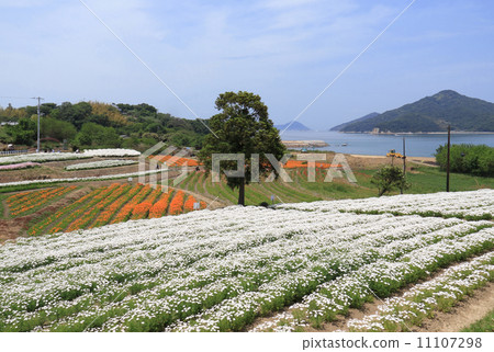 香川縣三豐池Shosai半島,市營花田“花島浦島”和Awashima 香川縣三豐池Shosai半島,市營花田“花島浦島”和Awashima 11107298