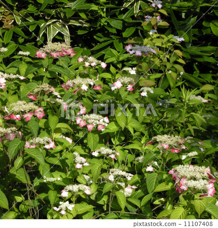 Hydrangea Hydrangea 11107408