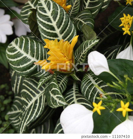 Conneca and Afelelanda · Dania 11107410