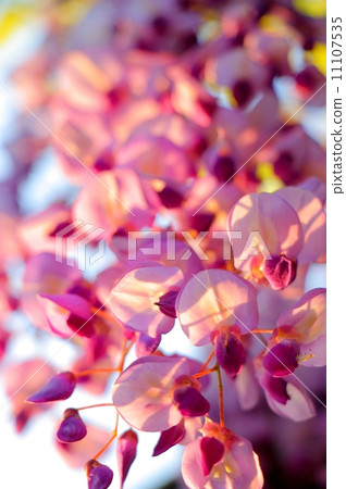 Wisteria flower Purple Wisteria 11107535