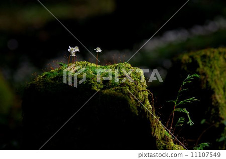 Bikaouren blooming in a stump 11107549