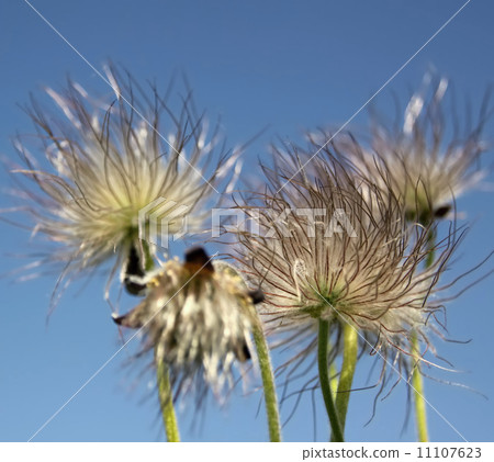 Beautiful pasque wild flower out of bloom flowers 11107623