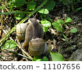 Snails in love 11107656