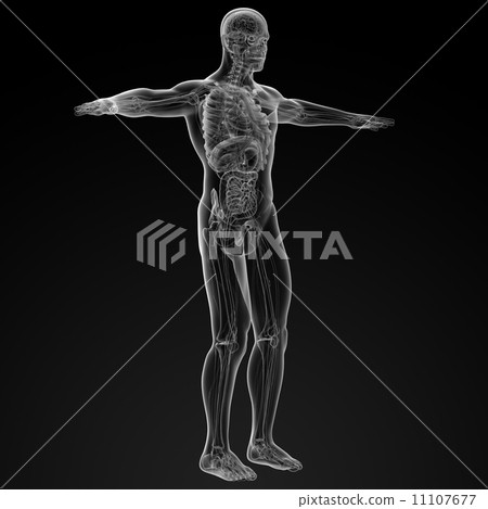Human anatomy 11107677