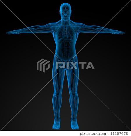 Human anatomy 11107678