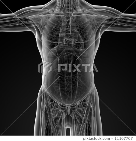 Male anatomy 11107707