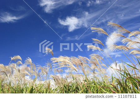 Susuki and Akumune 11107811