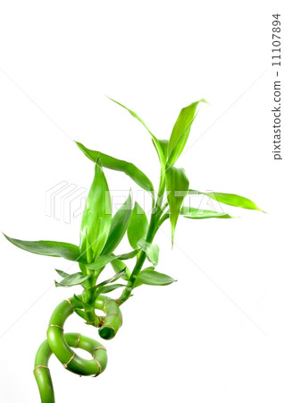Isolated bamboo with white background Isolated bamboo with white background 11107894