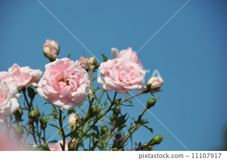 玫瑰（家居與園藝） 11107917