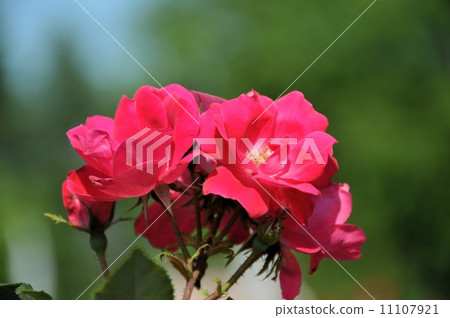 Roses (knock out) 11107921