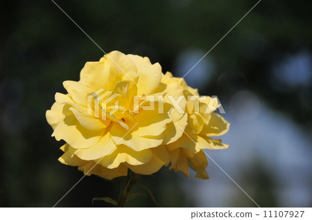 玫瑰(小蒼蘭) 玫瑰(小蒼蘭) 11107927