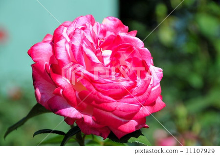 Roses (torch) Roses (torch) 11107929