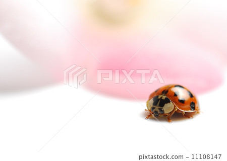 Macro red ladybug Macro red ladybug 11108147