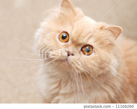Persian cat 11108260