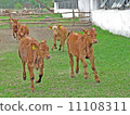 Calves 11108311