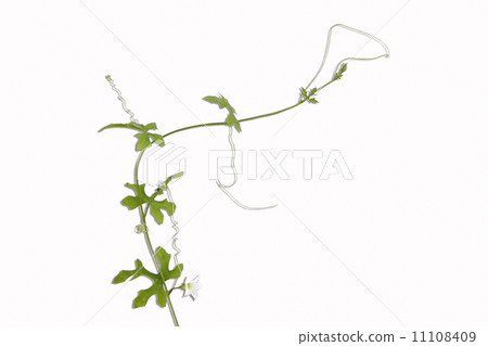 Most Coccinia grandis 11108409